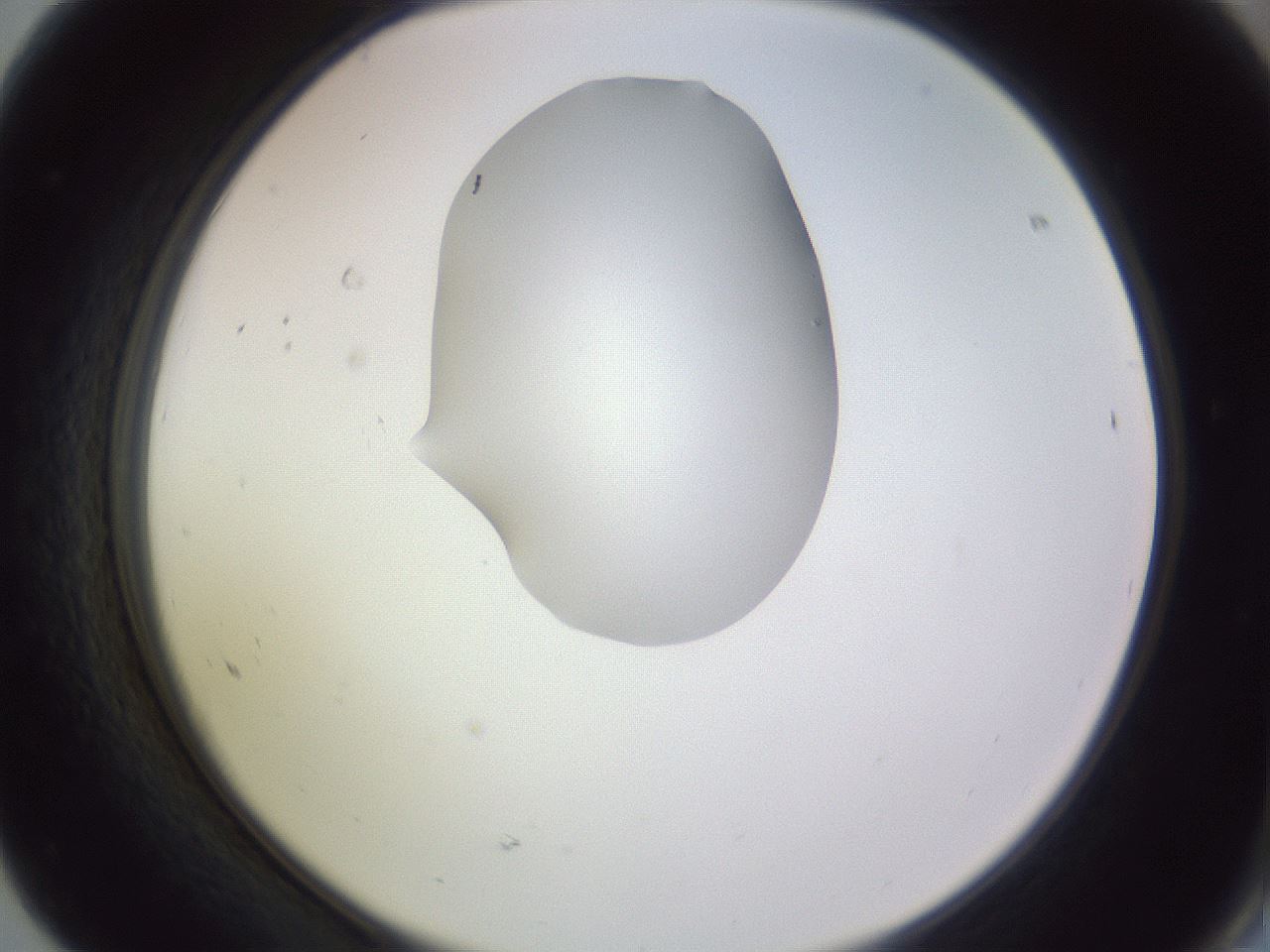 folderID341_plateID1341_batchID4589_wellNum68_profileID1_d2_r80783_ef.jpg