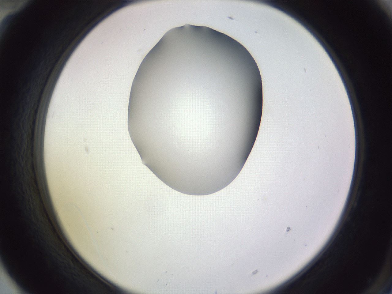 folderID341_plateID1341_batchID4589_wellNum70_profileID1_d2_r80787_ef.jpg