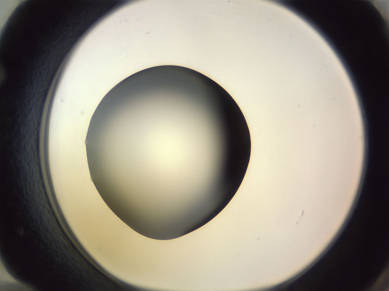 folderID341_plateID1341_batchID4589_wellNum72_profileID1_d1_r80790_ef.jpg