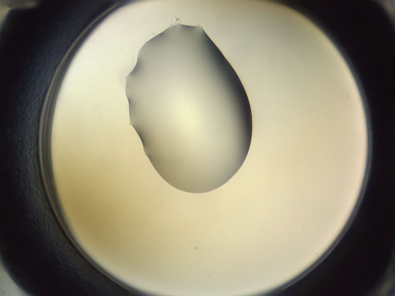folderID341_plateID1341_batchID4589_wellNum72_profileID1_d2_r80791_ef.jpg