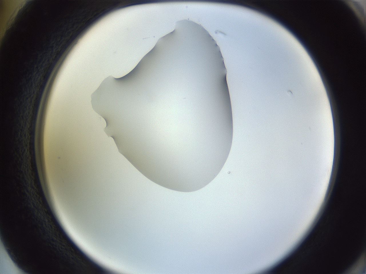 folderID341_plateID1341_batchID4589_wellNum74_profileID1_d2_r80795_ef.jpg