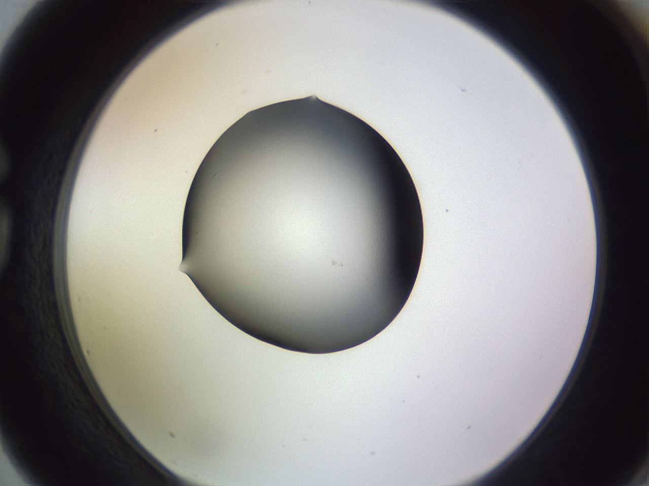 folderID341_plateID1341_batchID4589_wellNum75_profileID1_d1_r80796_ef.jpg