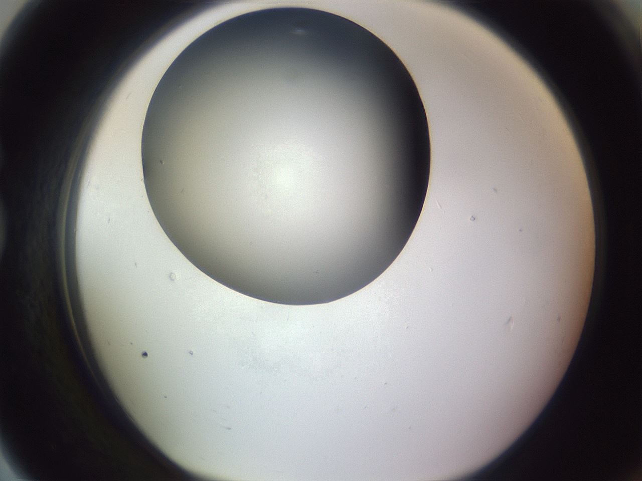 folderID341_plateID1341_batchID4589_wellNum79_profileID1_d1_r80804_ef.jpg