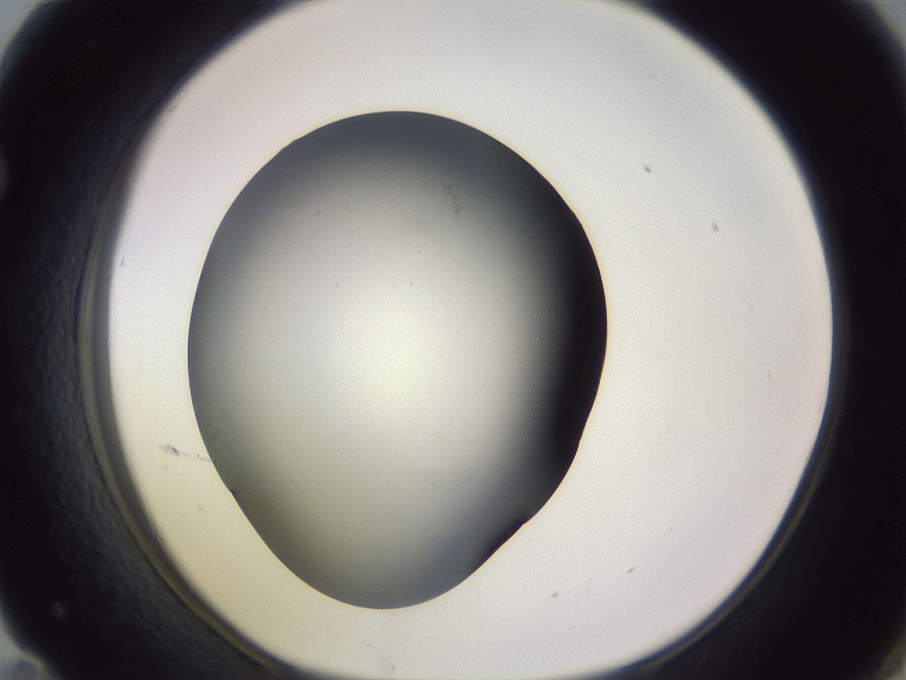 folderID341_plateID1341_batchID4589_wellNum71_profileID1_d1_r80788_ef.jpg