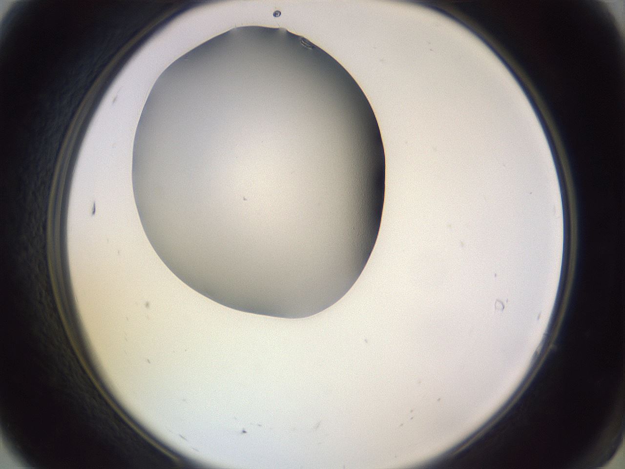 folderID341_plateID1341_batchID4589_wellNum7_profileID1_d2_r80661_ef.jpg