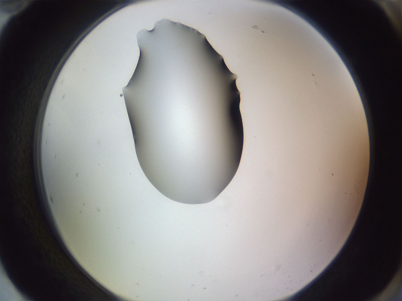 folderID341_plateID1341_batchID4589_wellNum94_profileID1_d2_r80835_ef.jpg