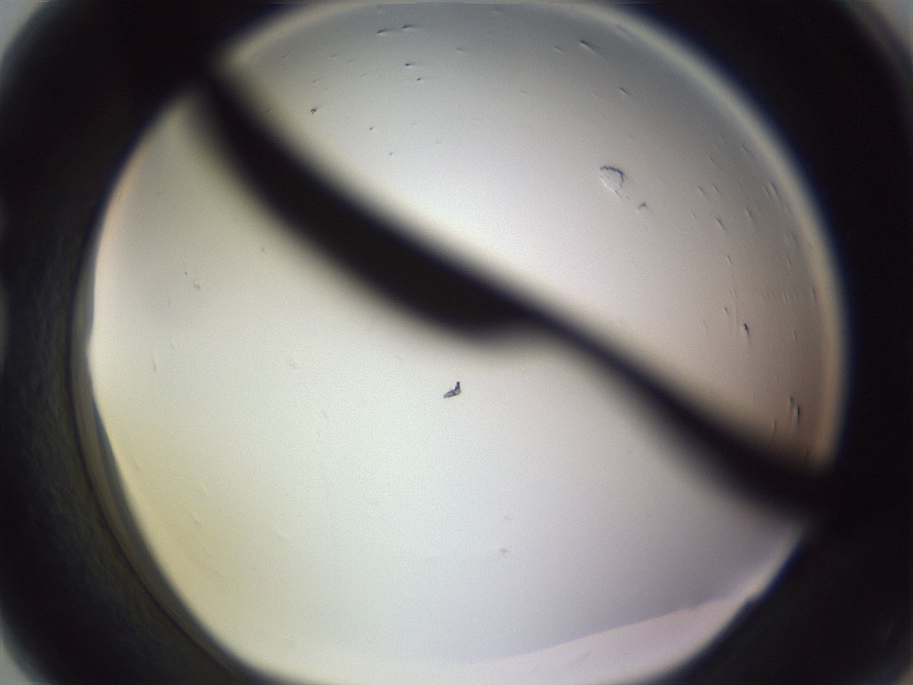 folderID341_plateID1341_batchID4589_wellNum80_profileID1_d1_r80806_ef.jpg