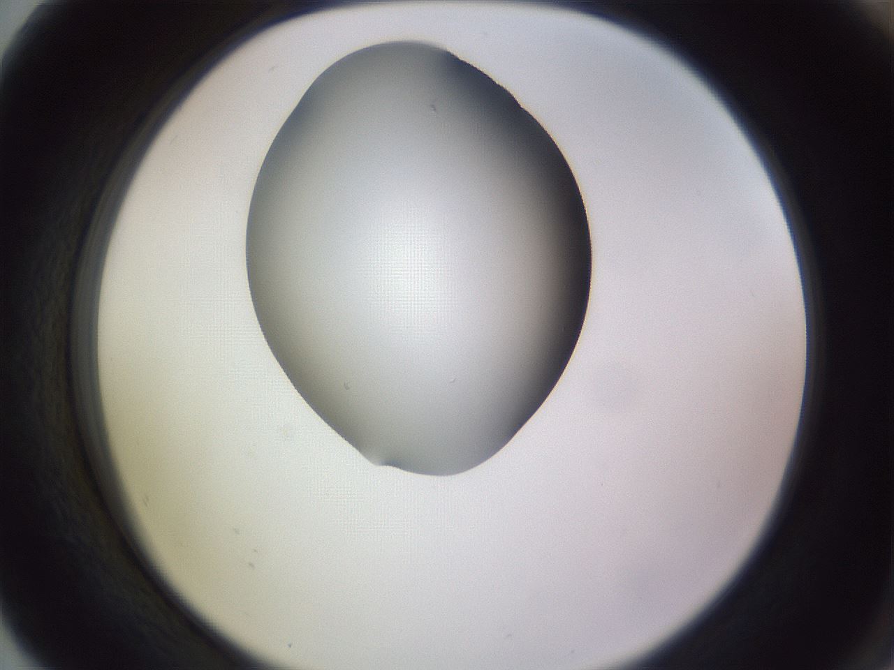 folderID341_plateID1341_batchID4589_wellNum80_profileID1_d2_r80807_ef.jpg