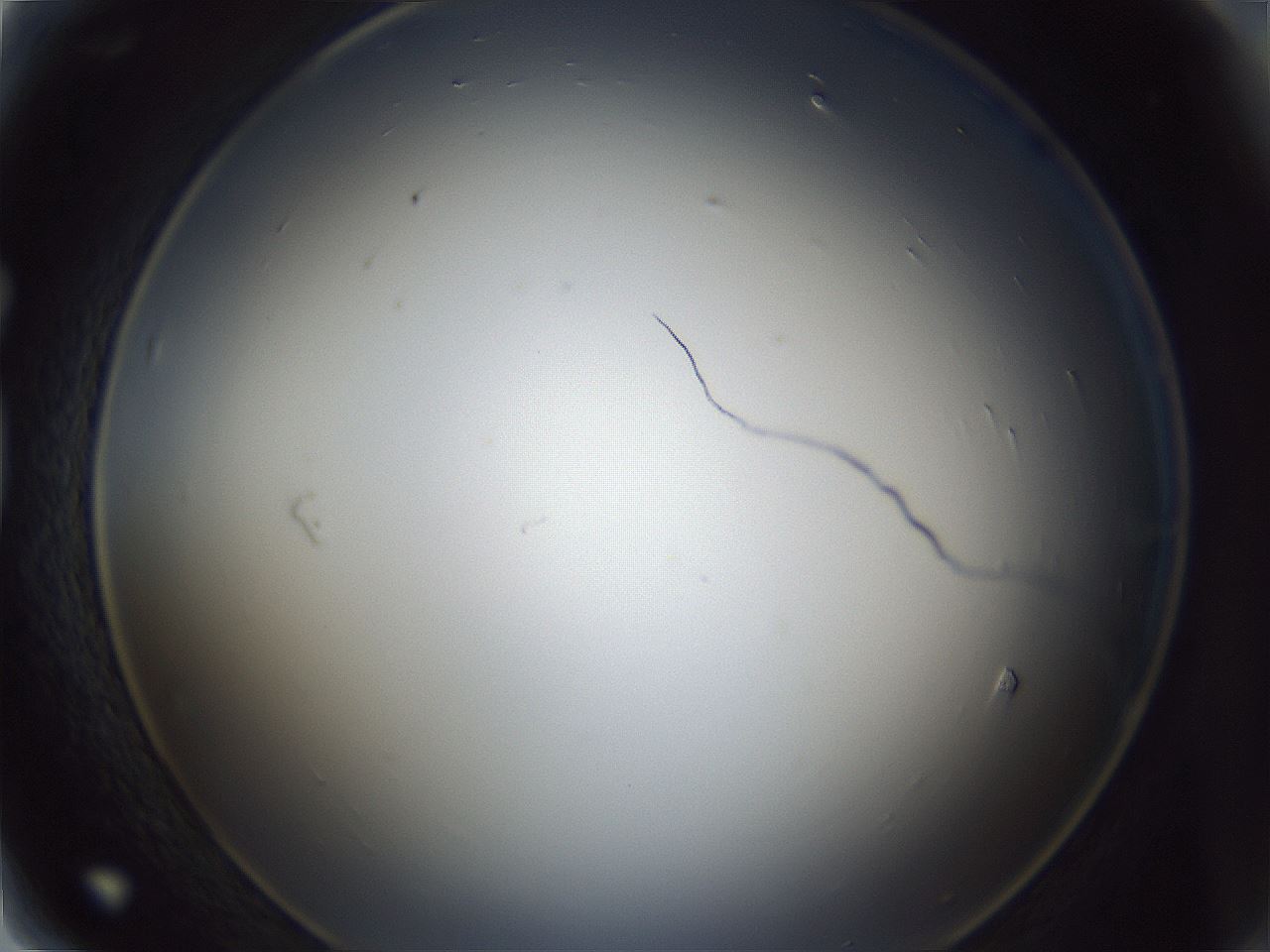 folderID341_plateID1341_batchID4589_wellNum81_profileID1_d1_r80808_ef.jpg