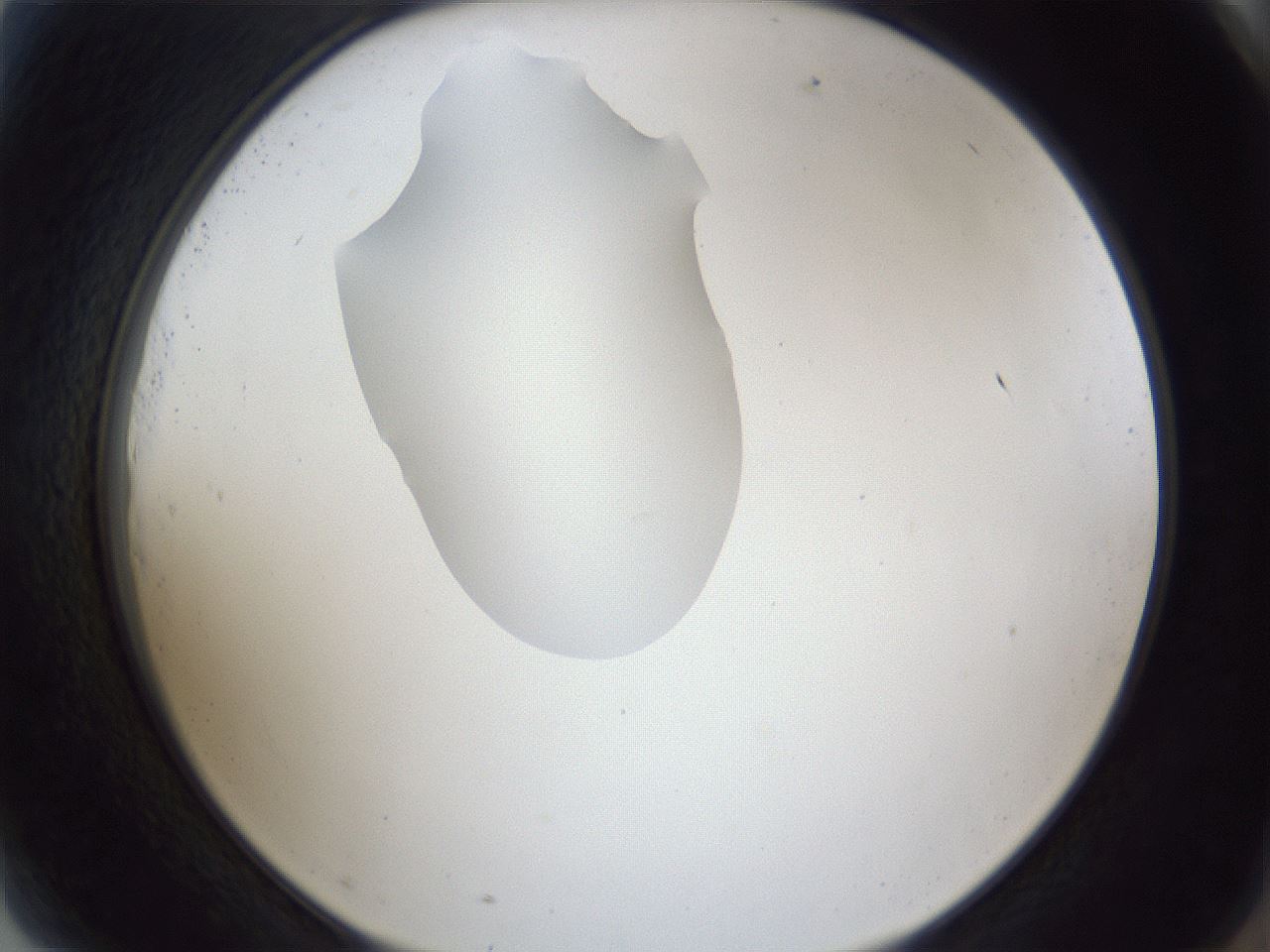 folderID341_plateID1341_batchID4589_wellNum81_profileID1_d2_r80809_ef.jpg