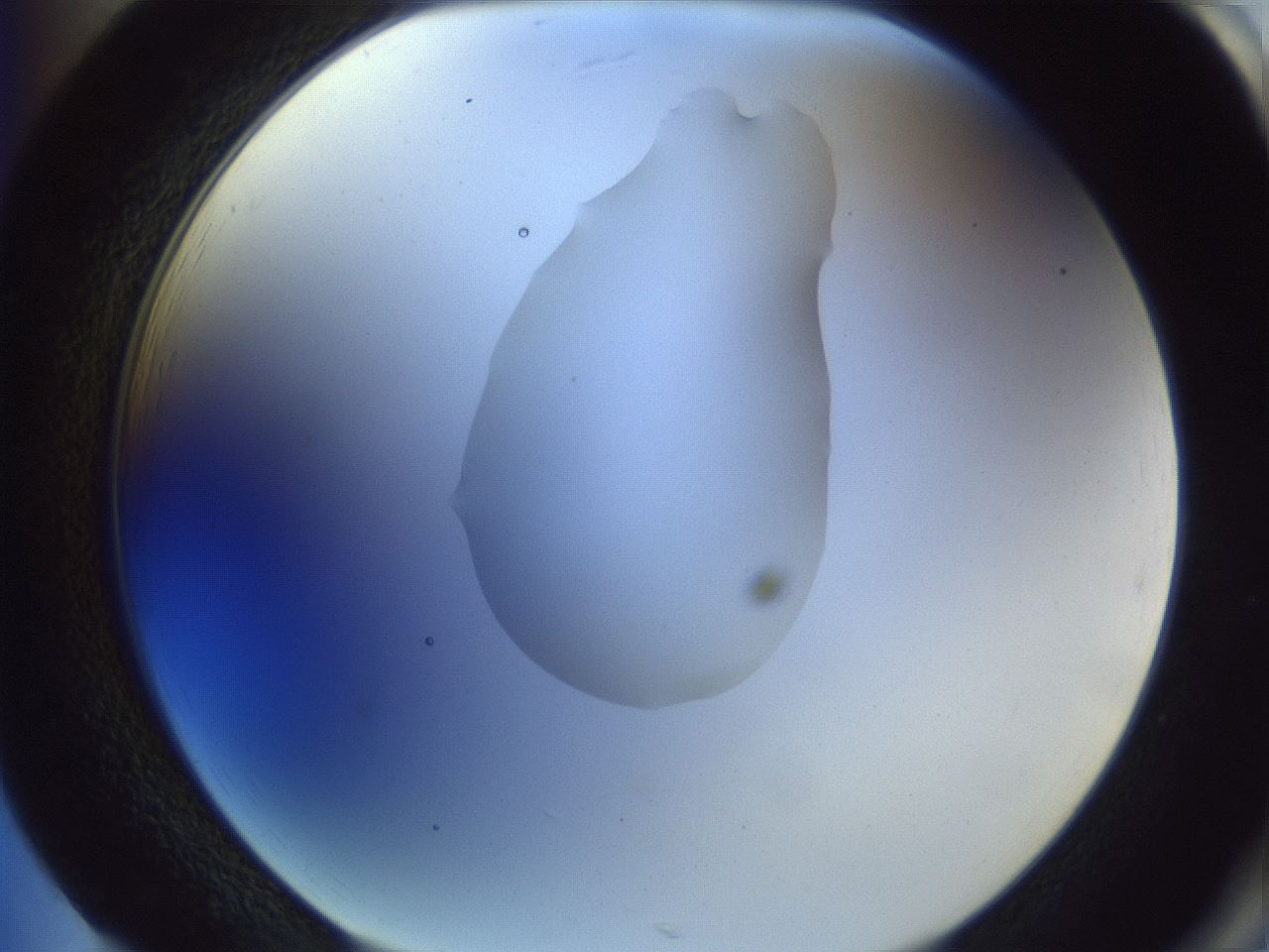 folderID341_plateID1341_batchID4589_wellNum85_profileID1_d2_r80817_ef.jpg