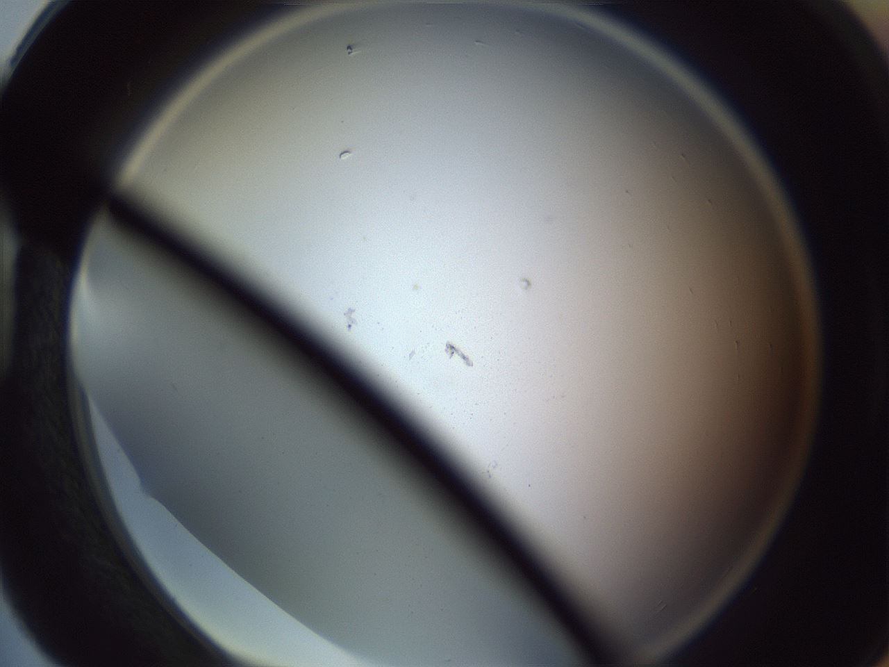 folderID341_plateID1341_batchID4589_wellNum88_profileID1_d1_r80822_ef.jpg