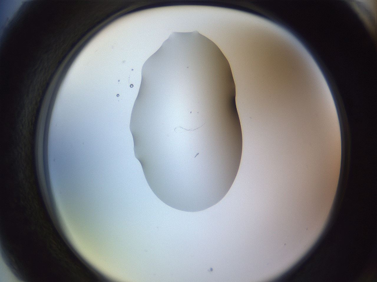 folderID341_plateID1341_batchID4589_wellNum89_profileID1_d2_r80825_ef.jpg