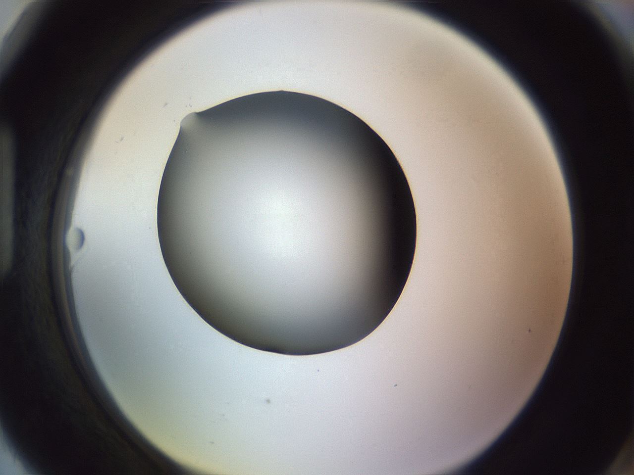 folderID341_plateID1341_batchID4589_wellNum90_profileID1_d1_r80826_ef.jpg
