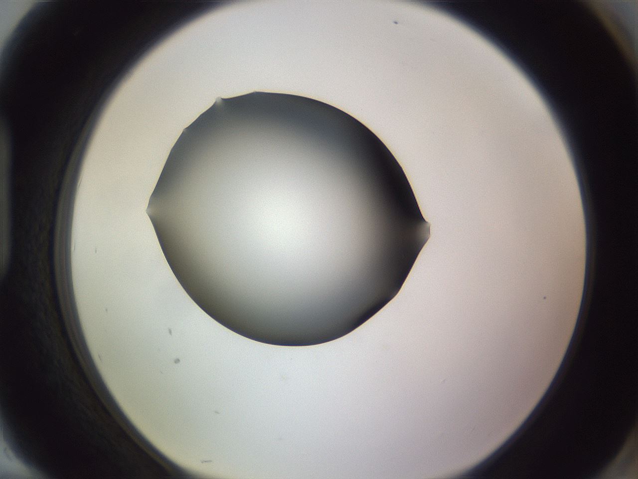 folderID341_plateID1341_batchID4589_wellNum94_profileID1_d1_r80834_ef.jpg