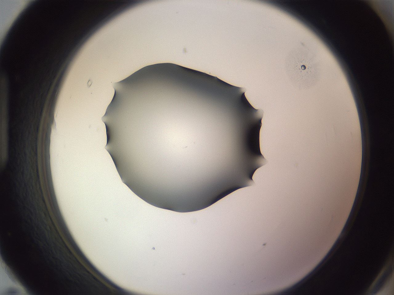 folderID341_plateID1341_batchID4589_wellNum95_profileID1_d1_r80836_ef.jpg