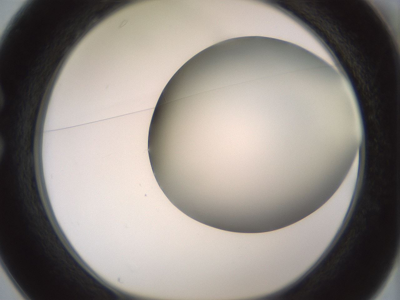 folderID343_plateID1343_batchID4599_wellNum25_profileID1_d1_r80864_ef.jpg