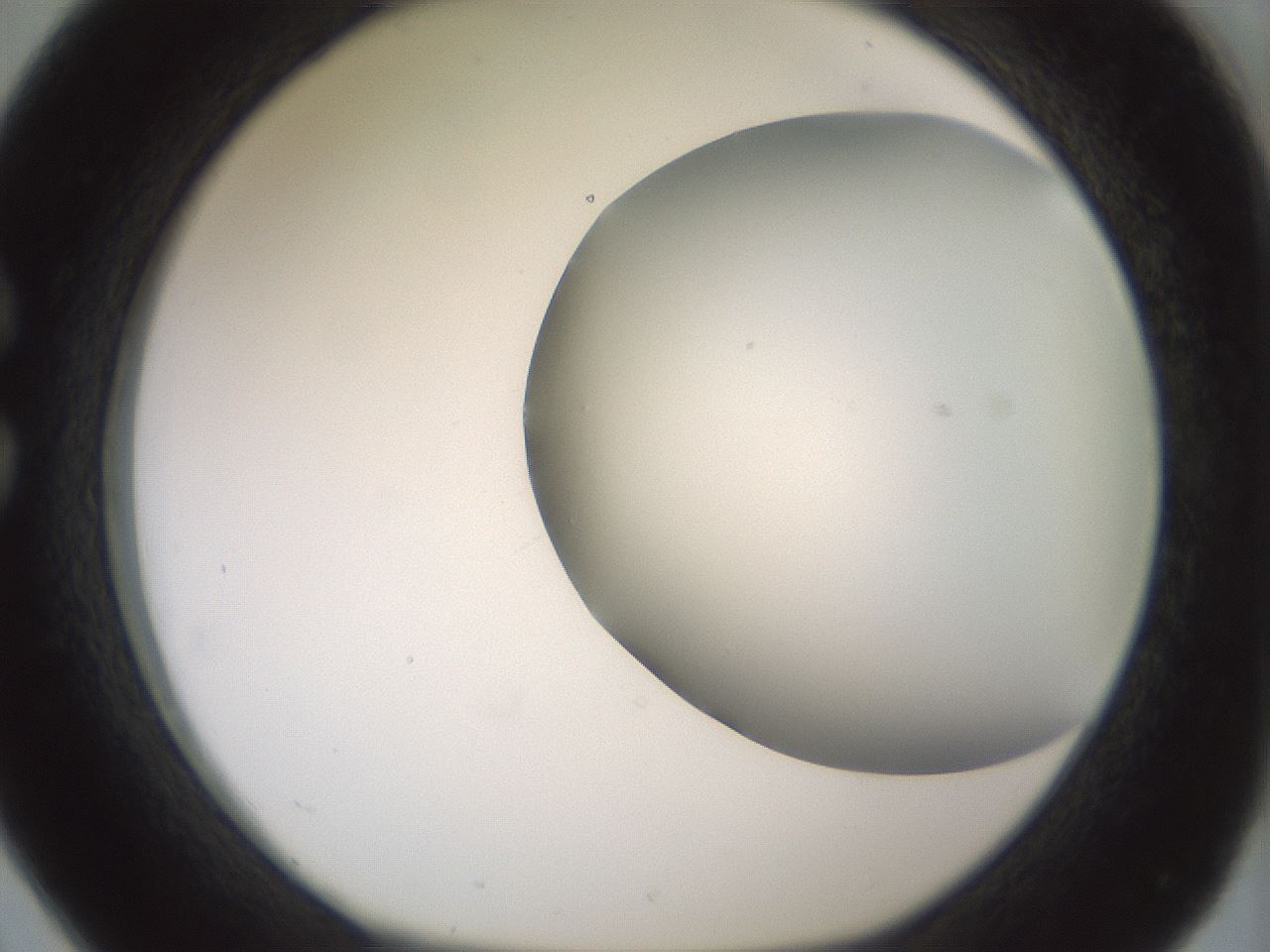 folderID343_plateID1343_batchID4599_wellNum26_profileID1_d1_r80865_ef.jpg