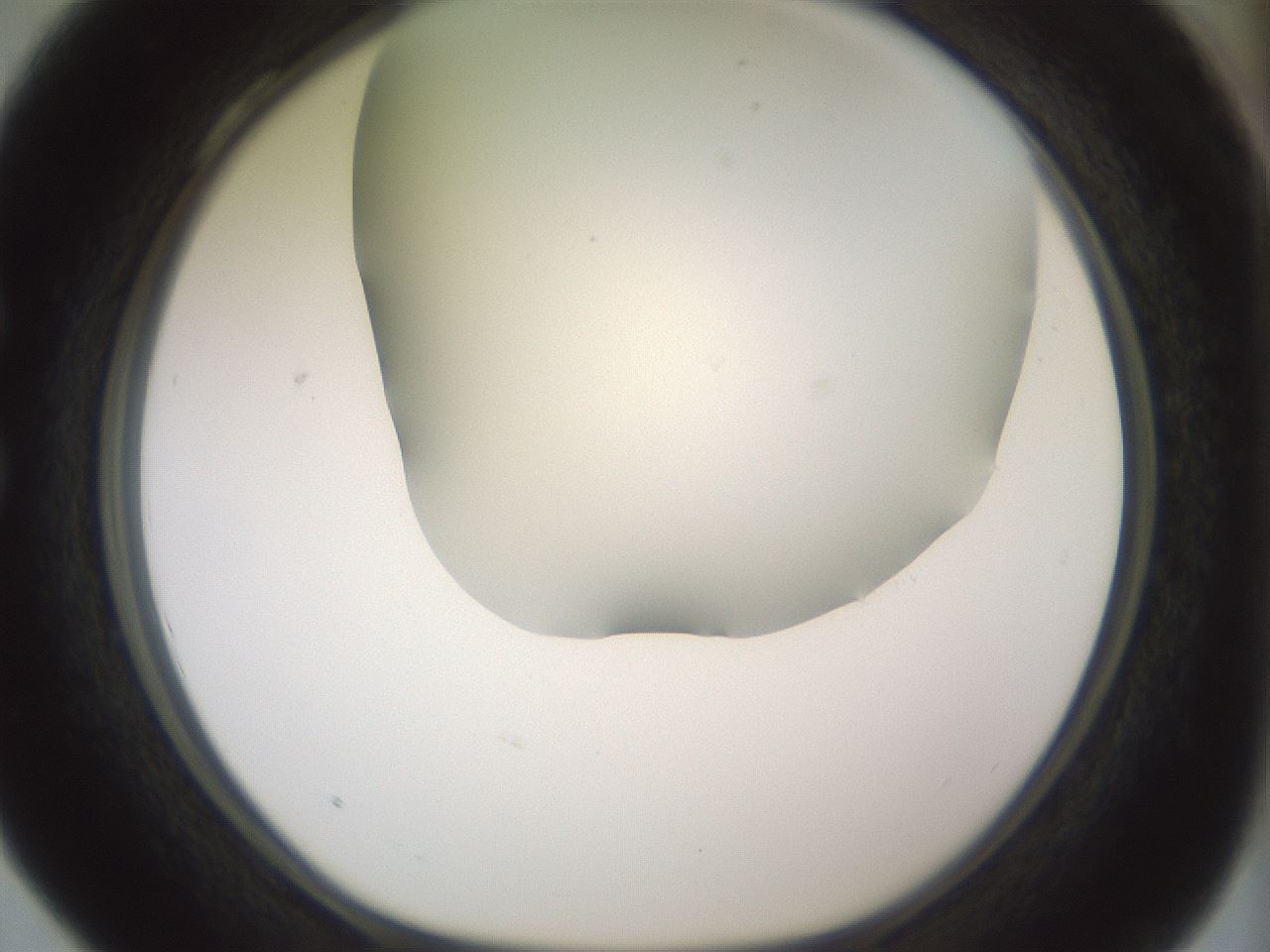 folderID343_plateID1343_batchID4599_wellNum28_profileID1_d1_r80867_ef.jpg