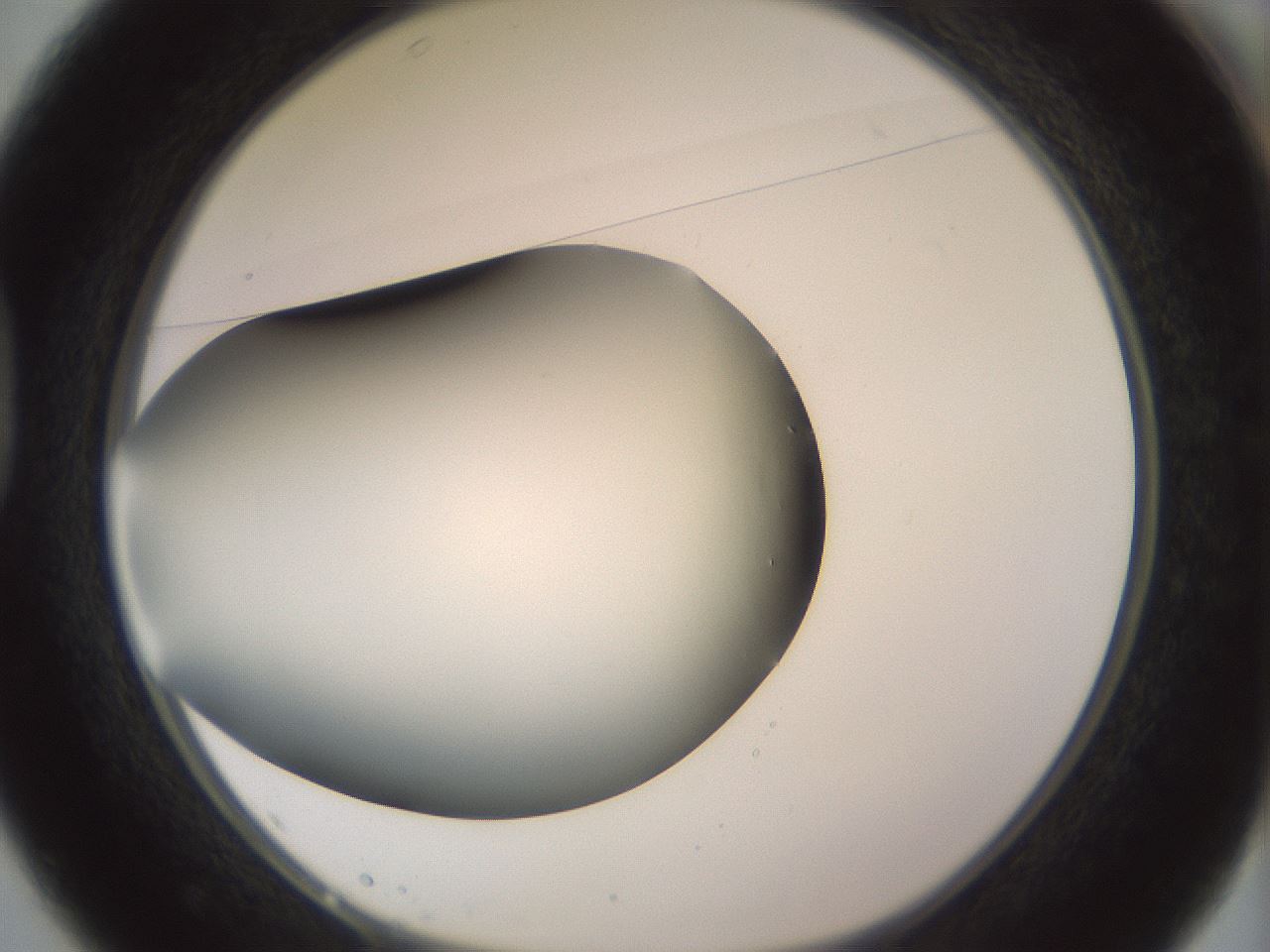 folderID343_plateID1343_batchID4599_wellNum37_profileID1_d1_r80876_ef.jpg