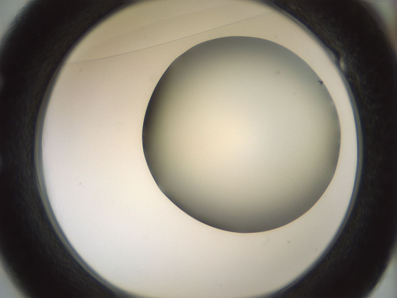 folderID343_plateID1343_batchID4599_wellNum49_profileID1_d1_r80888_ef.jpg