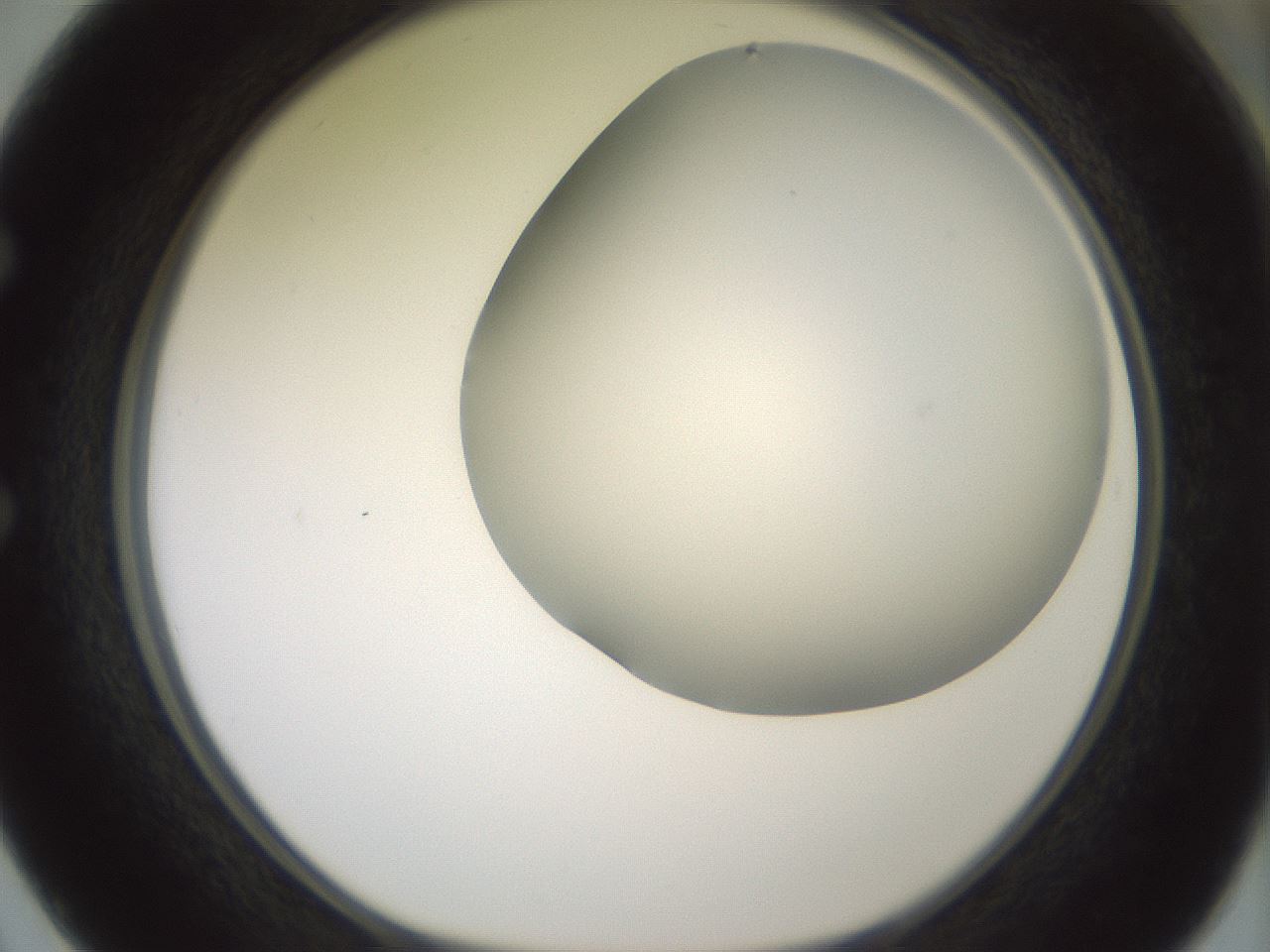 folderID343_plateID1343_batchID4599_wellNum50_profileID1_d1_r80889_ef.jpg