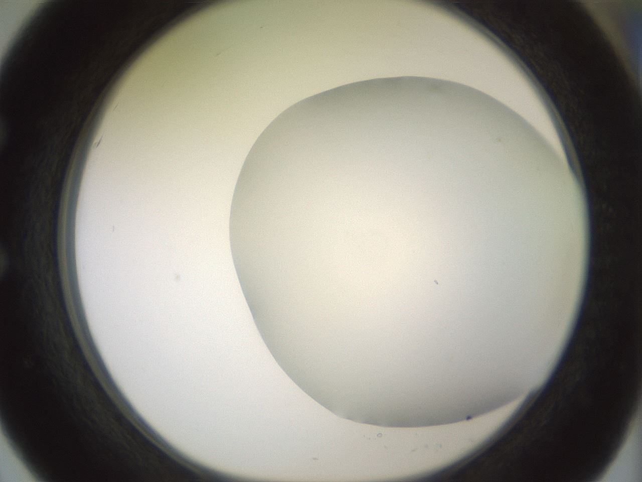 folderID343_plateID1343_batchID4599_wellNum51_profileID1_d1_r80890_ef.jpg