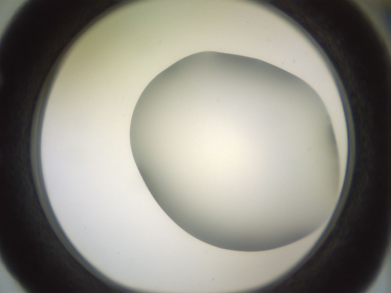 folderID343_plateID1343_batchID4599_wellNum52_profileID1_d1_r80891_ef.jpg