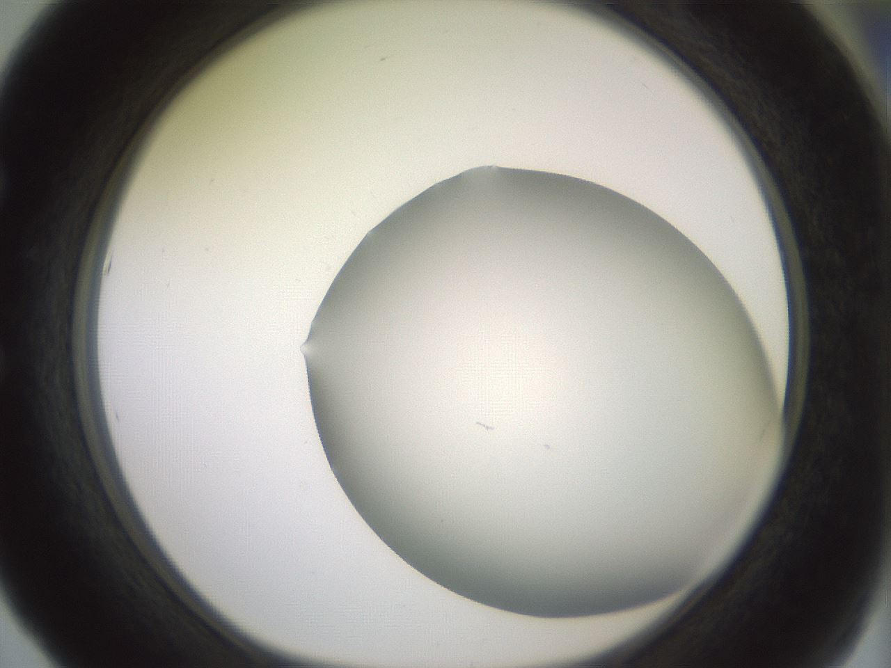 folderID343_plateID1343_batchID4599_wellNum53_profileID1_d1_r80892_ef.jpg