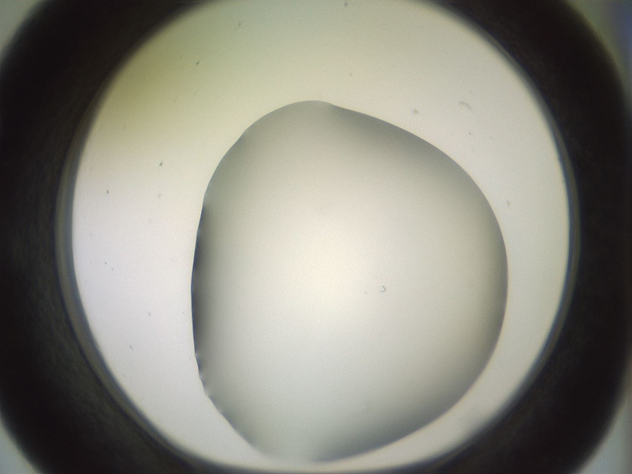 folderID343_plateID1343_batchID4599_wellNum55_profileID1_d1_r80894_ef.jpg