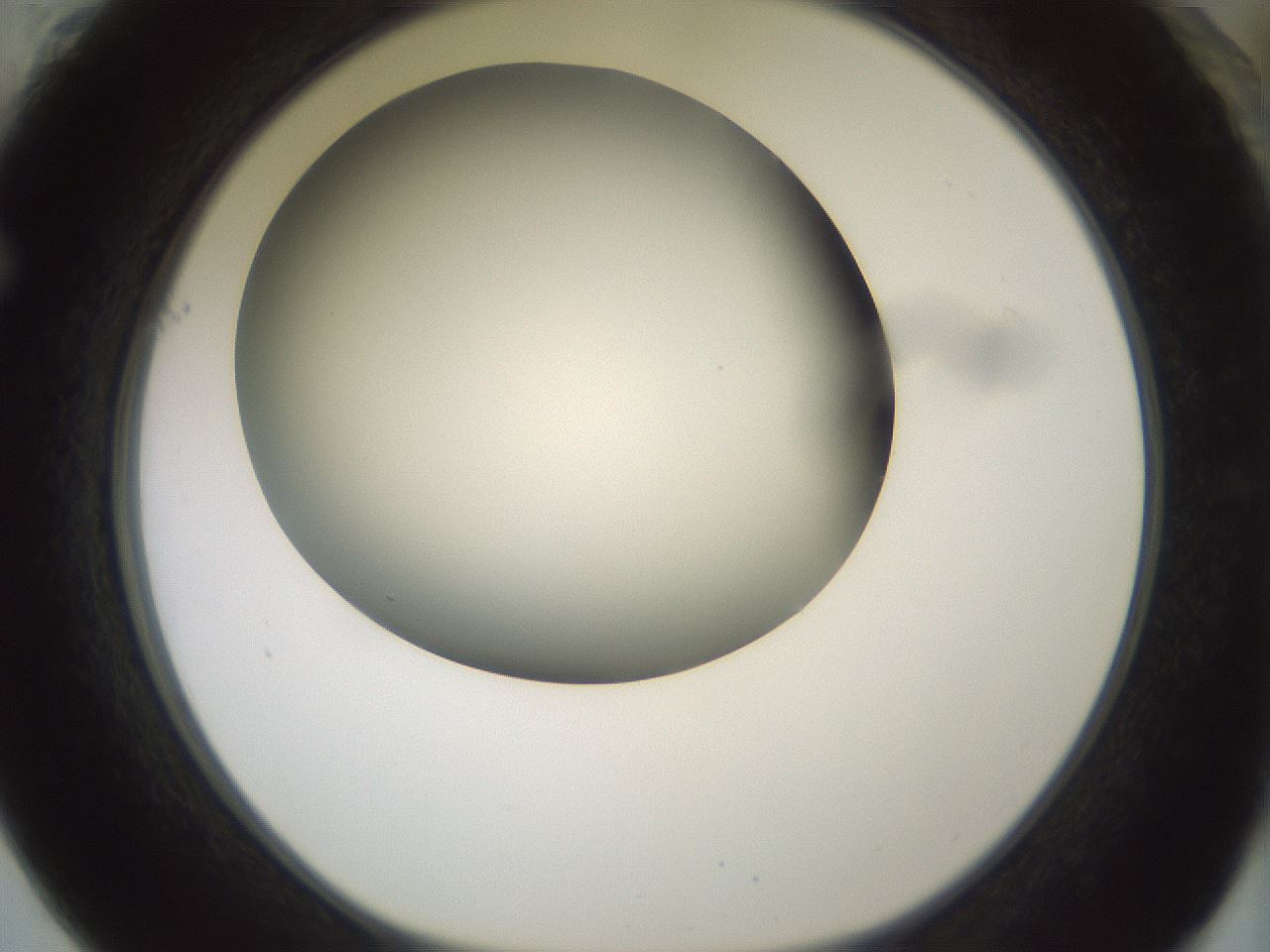 folderID343_plateID1343_batchID4599_wellNum61_profileID1_d1_r80900_ef.jpg