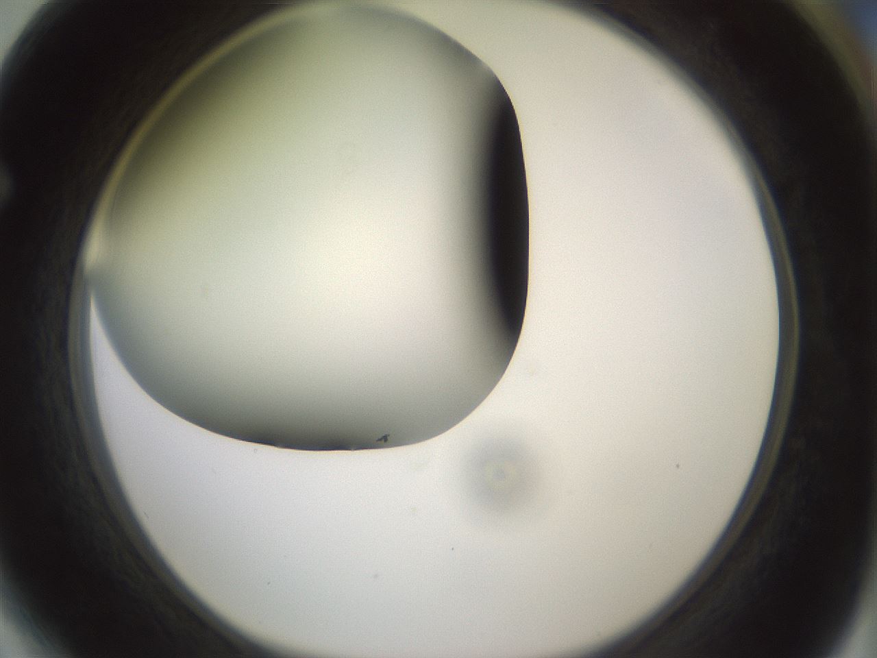 folderID343_plateID1343_batchID4599_wellNum64_profileID1_d1_r80903_ef.jpg