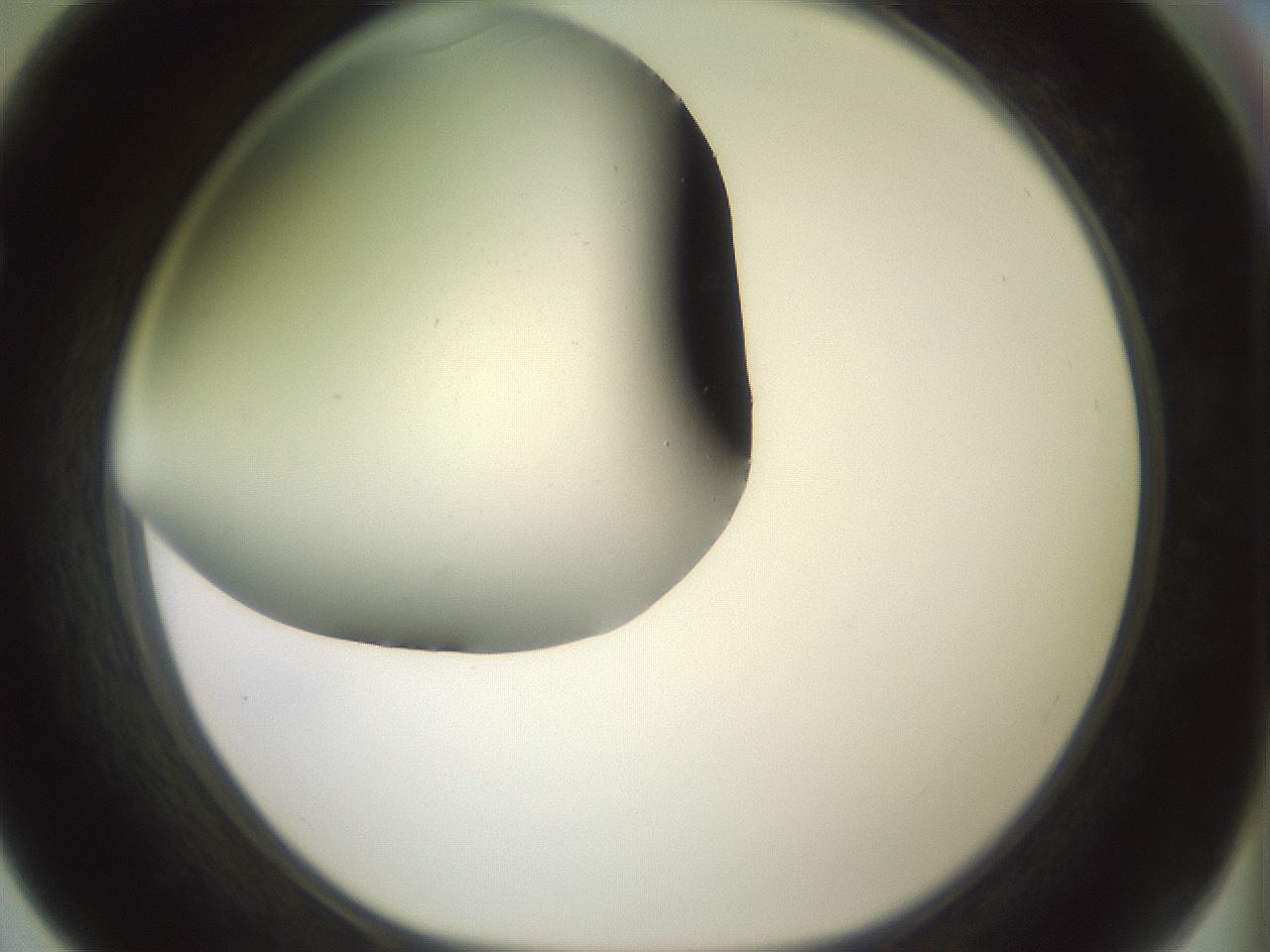 folderID343_plateID1343_batchID4599_wellNum67_profileID1_d1_r80906_ef.jpg