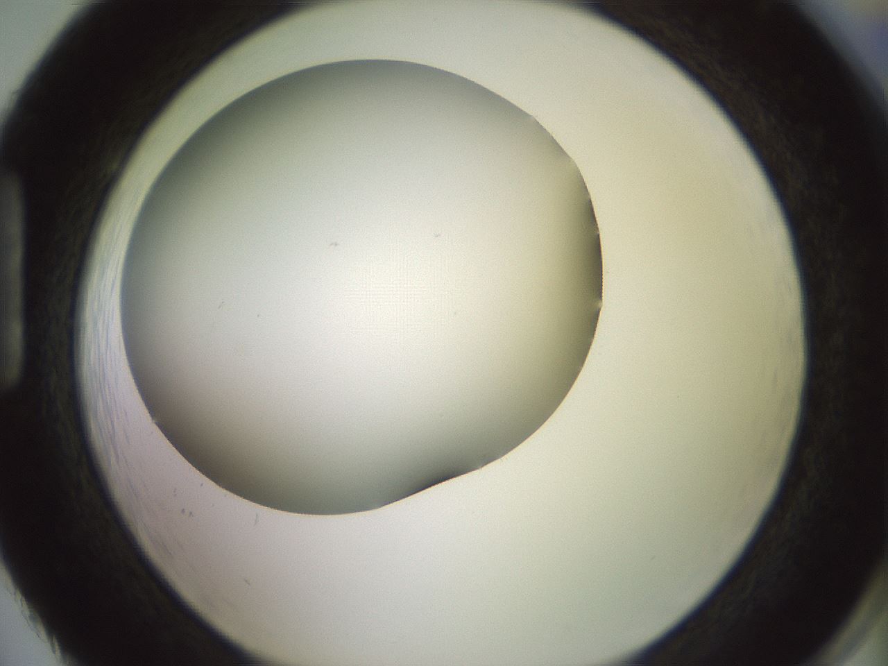 folderID343_plateID1343_batchID4599_wellNum86_profileID1_d1_r80925_ef.jpg