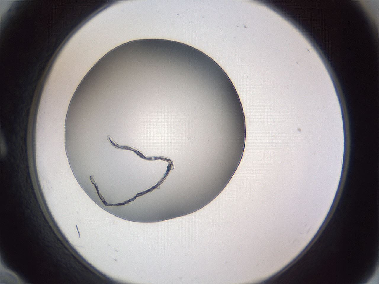 folderID345_plateID1345_batchID4696_wellNum10_profileID1_d1_r80954_ef.jpg