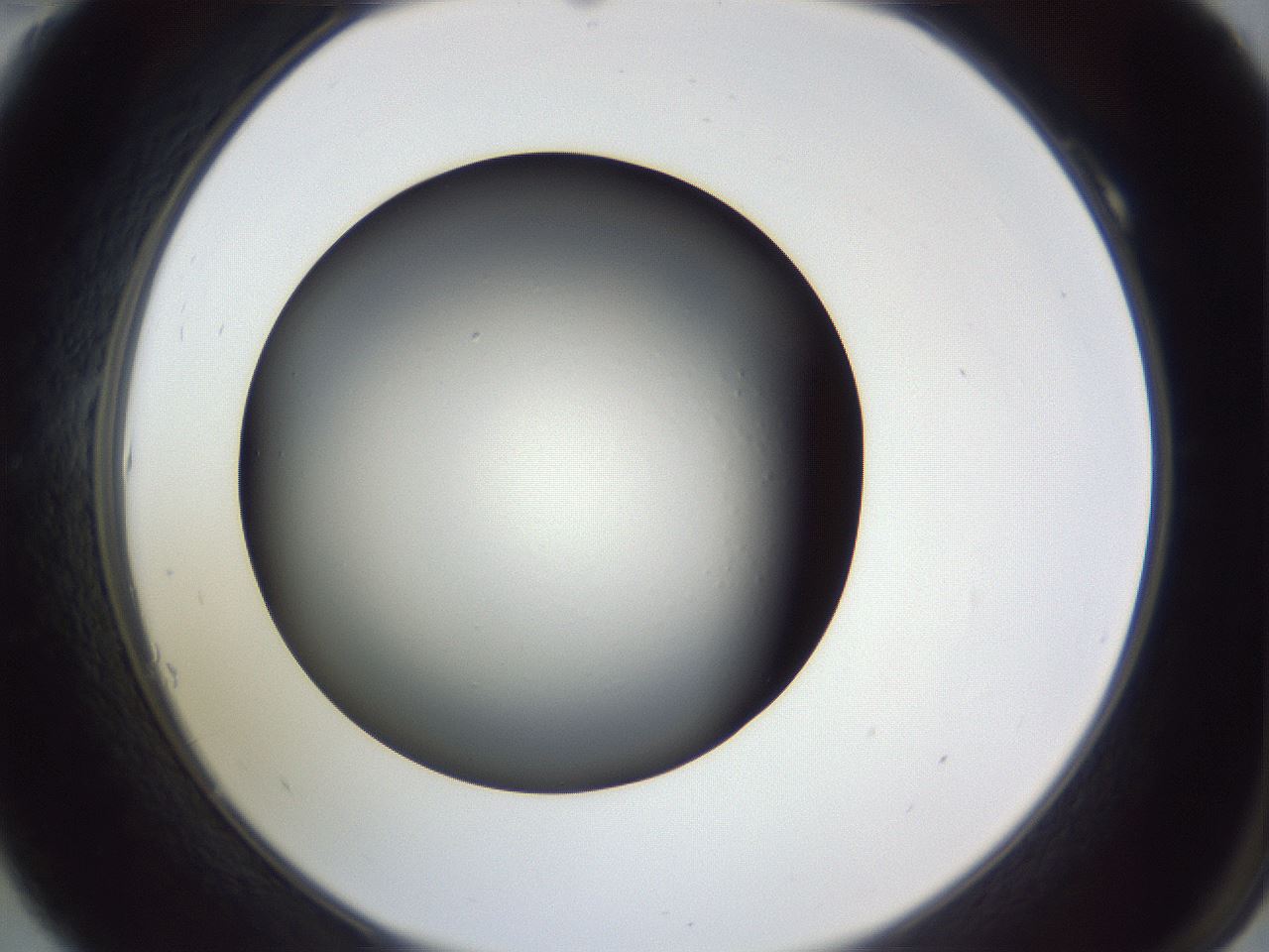 folderID345_plateID1345_batchID4696_wellNum10_profileID1_d2_r80955_ef.jpg