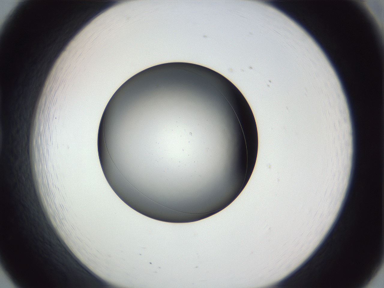 folderID345_plateID1345_batchID4696_wellNum20_profileID1_d1_r80974_ef.jpg