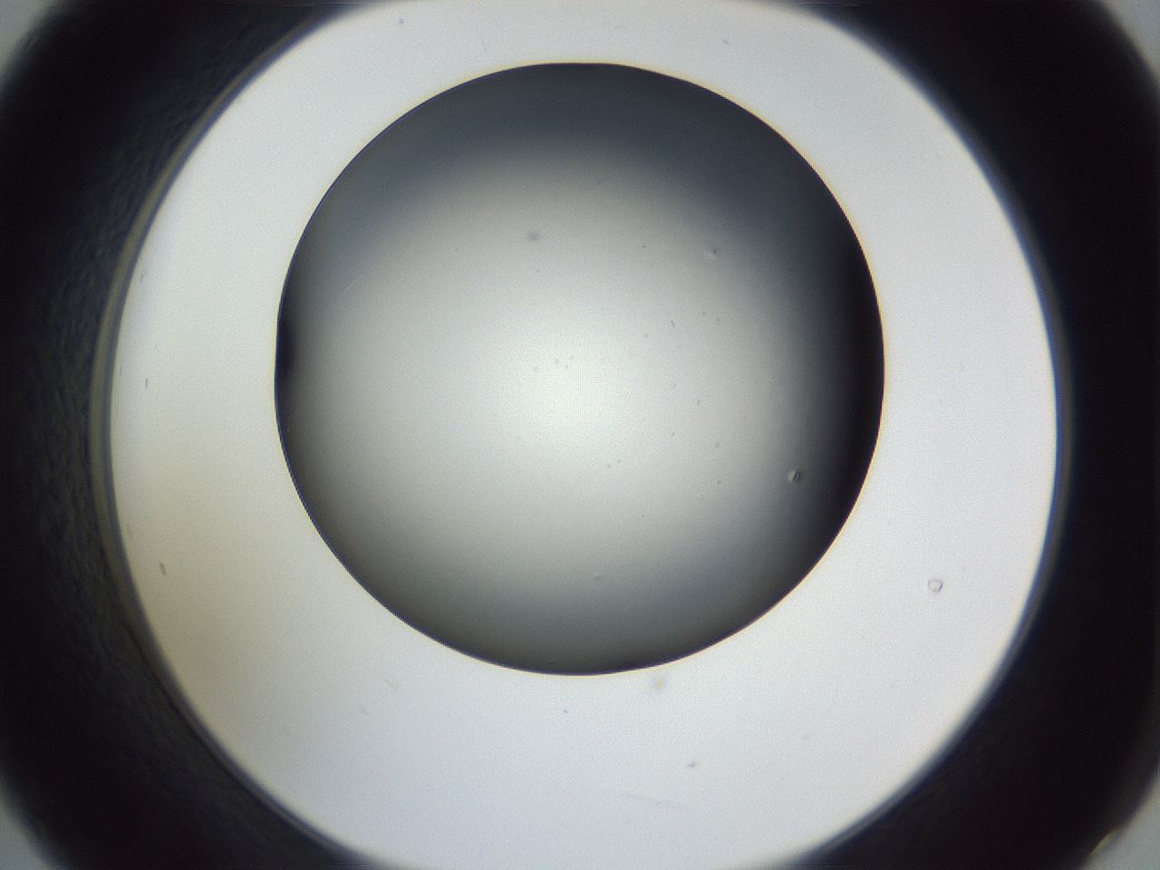 folderID345_plateID1345_batchID4696_wellNum21_profileID1_d2_r80977_ef.jpg
