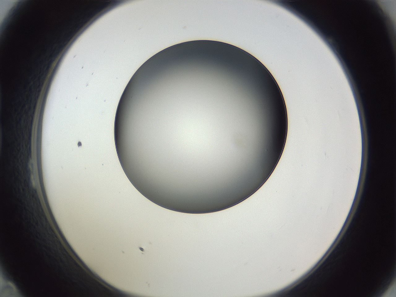folderID345_plateID1345_batchID4696_wellNum23_profileID1_d1_r80980_ef.jpg