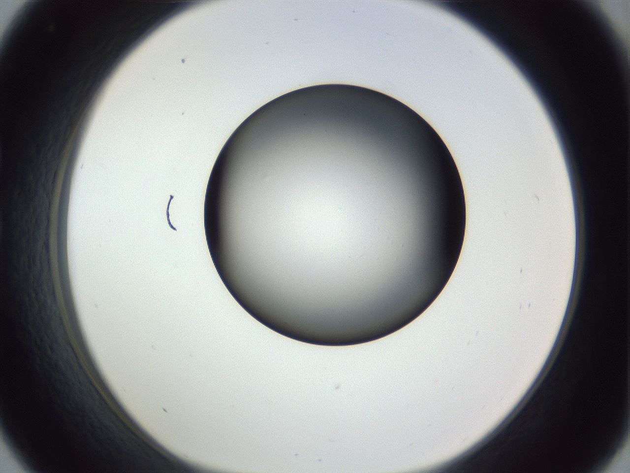 folderID345_plateID1345_batchID4696_wellNum33_profileID1_d1_r81000_ef.jpg