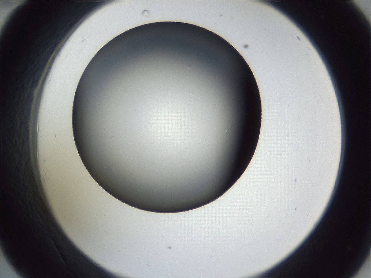 folderID345_plateID1345_batchID4696_wellNum34_profileID1_d2_r81003_ef.jpg