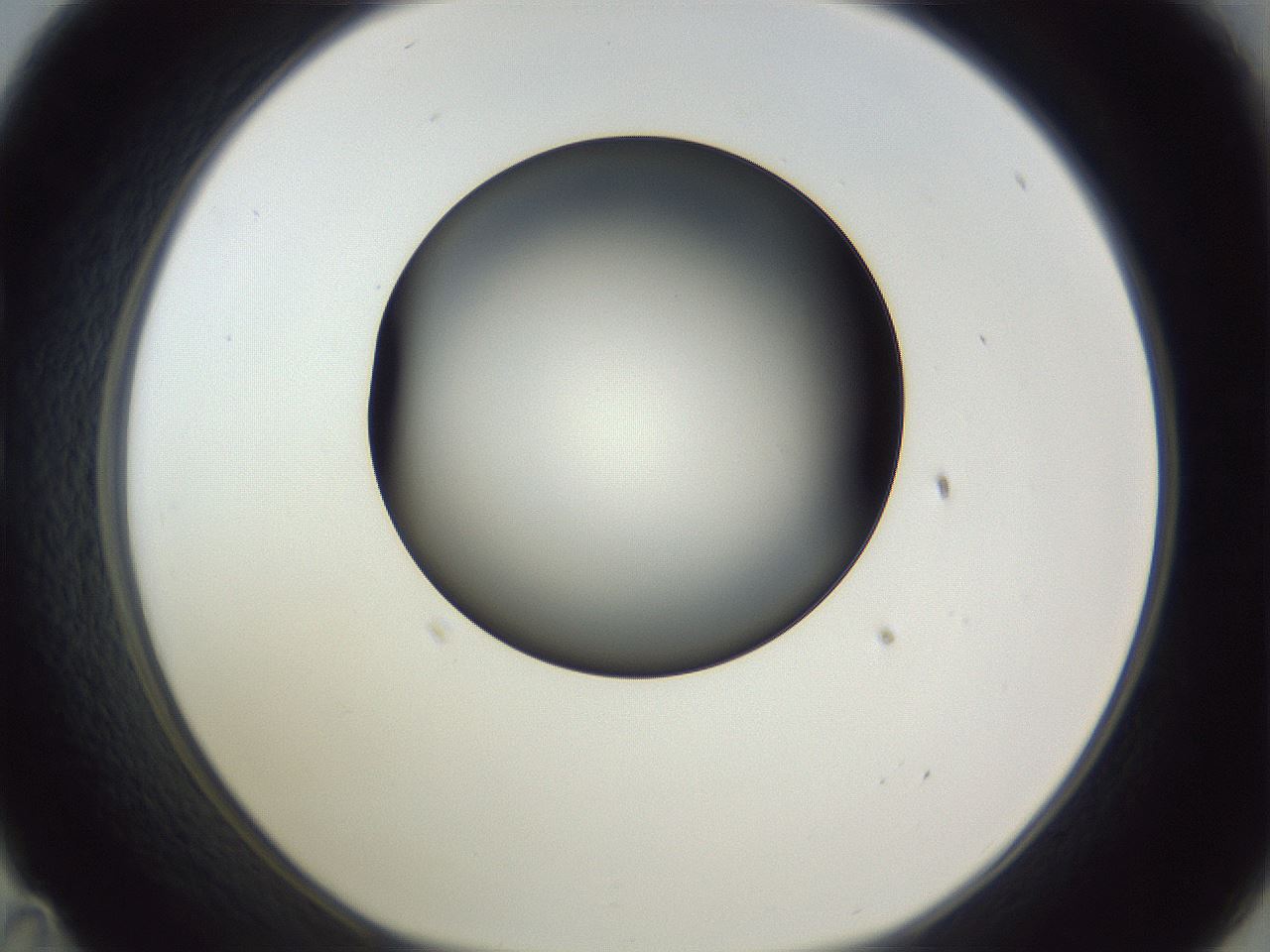folderID345_plateID1345_batchID4696_wellNum35_profileID1_d1_r81004_ef.jpg