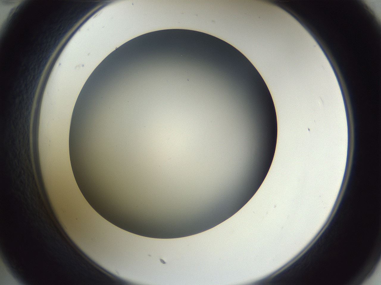 folderID345_plateID1345_batchID4696_wellNum35_profileID1_d2_r81005_ef.jpg