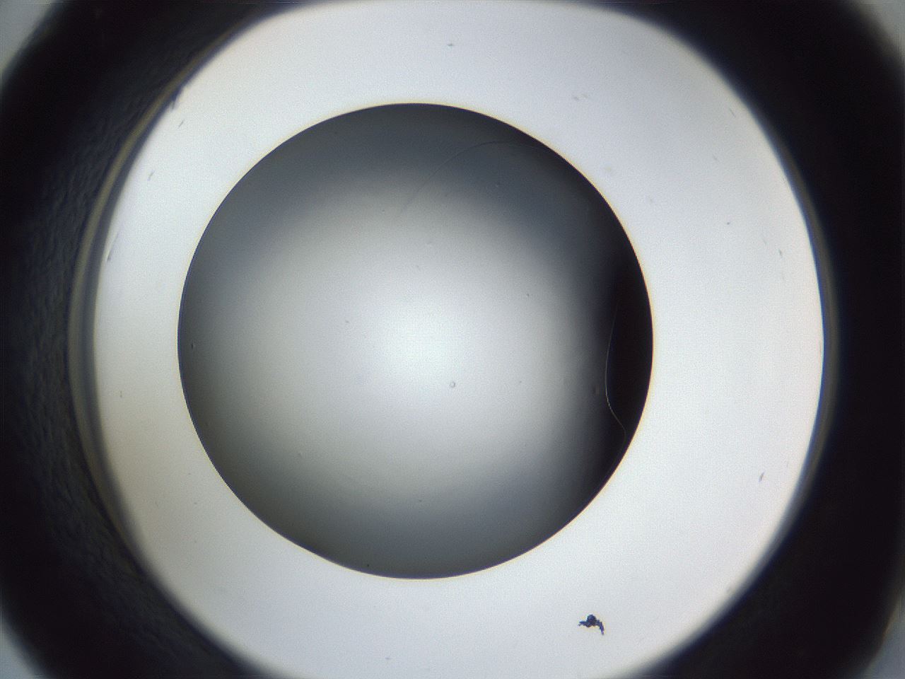 folderID345_plateID1345_batchID4696_wellNum42_profileID1_d2_r81019_ef.jpg
