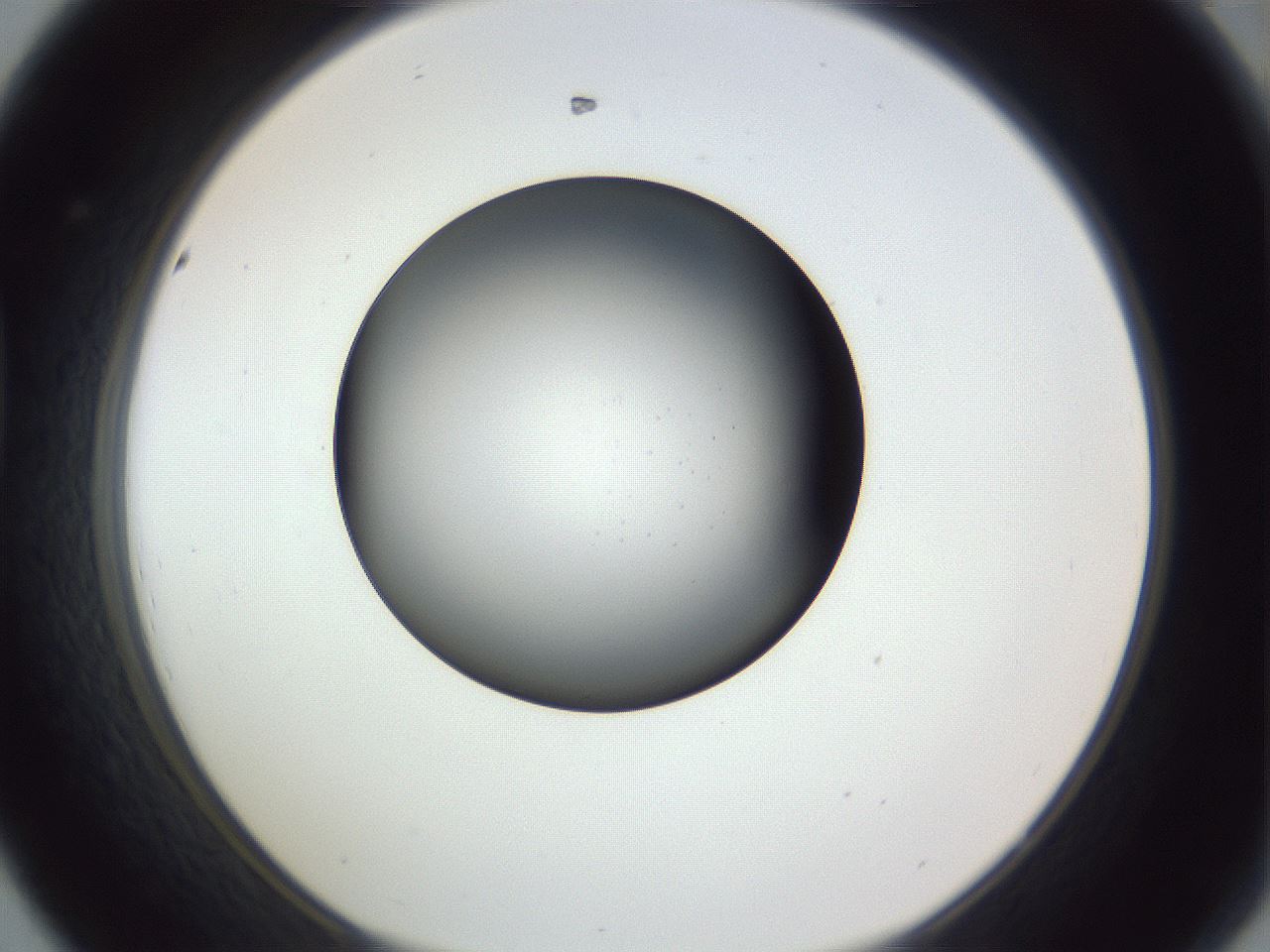folderID345_plateID1345_batchID4696_wellNum44_profileID1_d1_r81022_ef.jpg