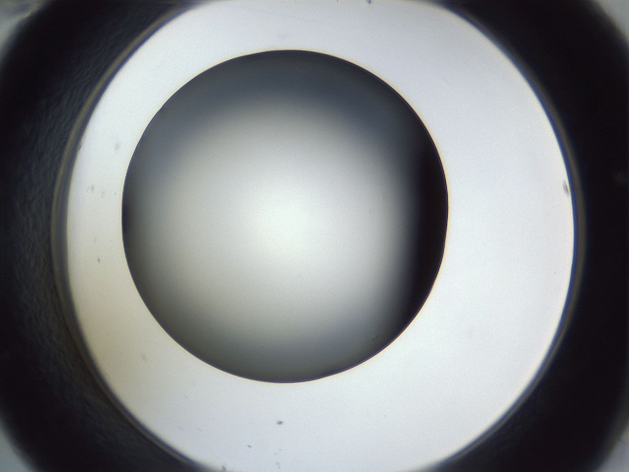 folderID345_plateID1345_batchID4696_wellNum46_profileID1_d2_r81027_ef.jpg