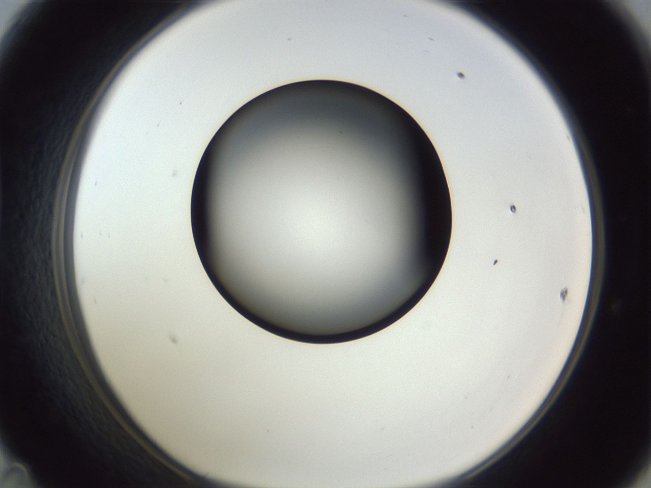 folderID345_plateID1345_batchID4696_wellNum47_profileID1_d1_r81028_ef.jpg