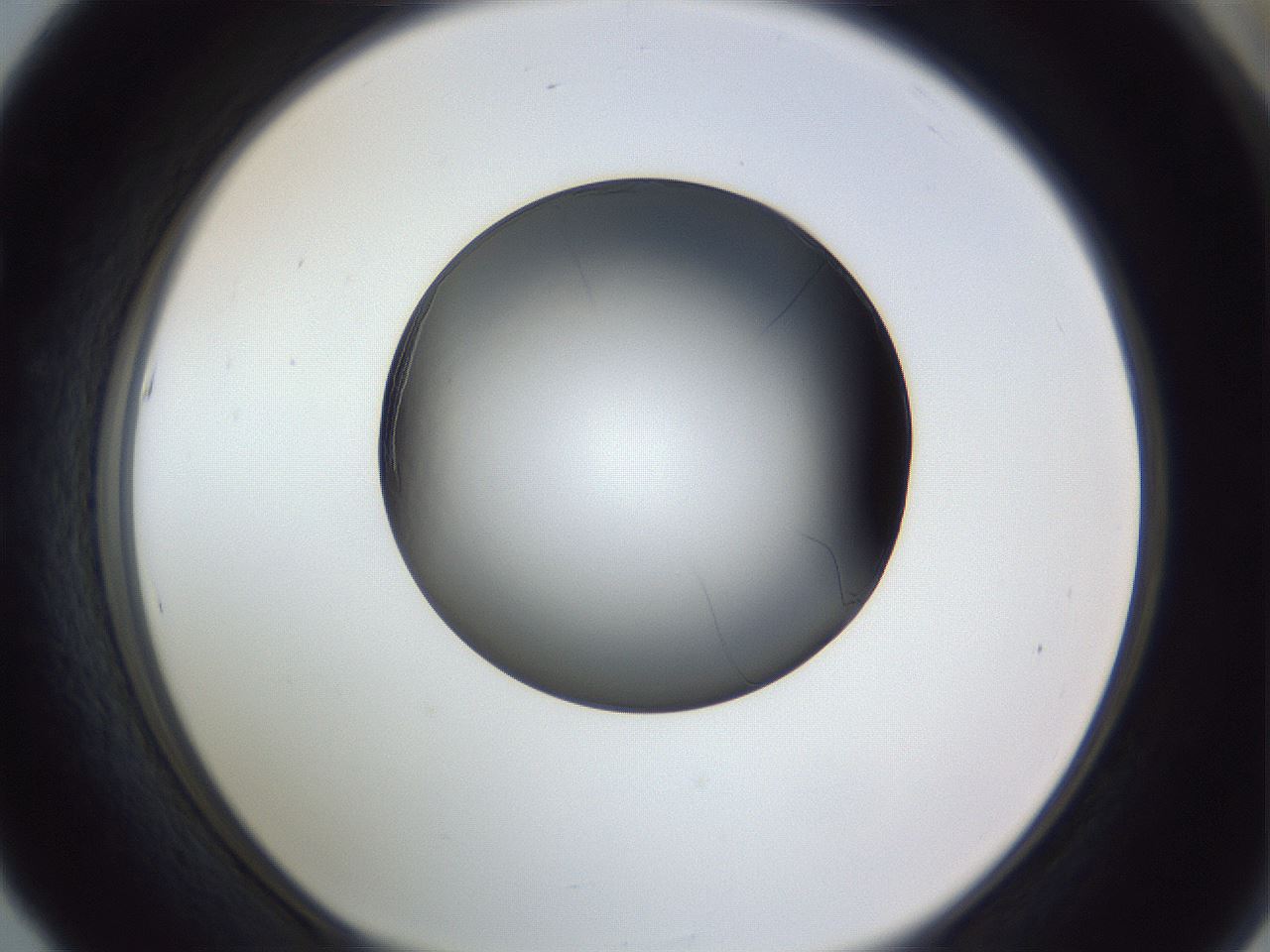 folderID345_plateID1345_batchID4696_wellNum53_profileID1_d1_r81040_ef.jpg