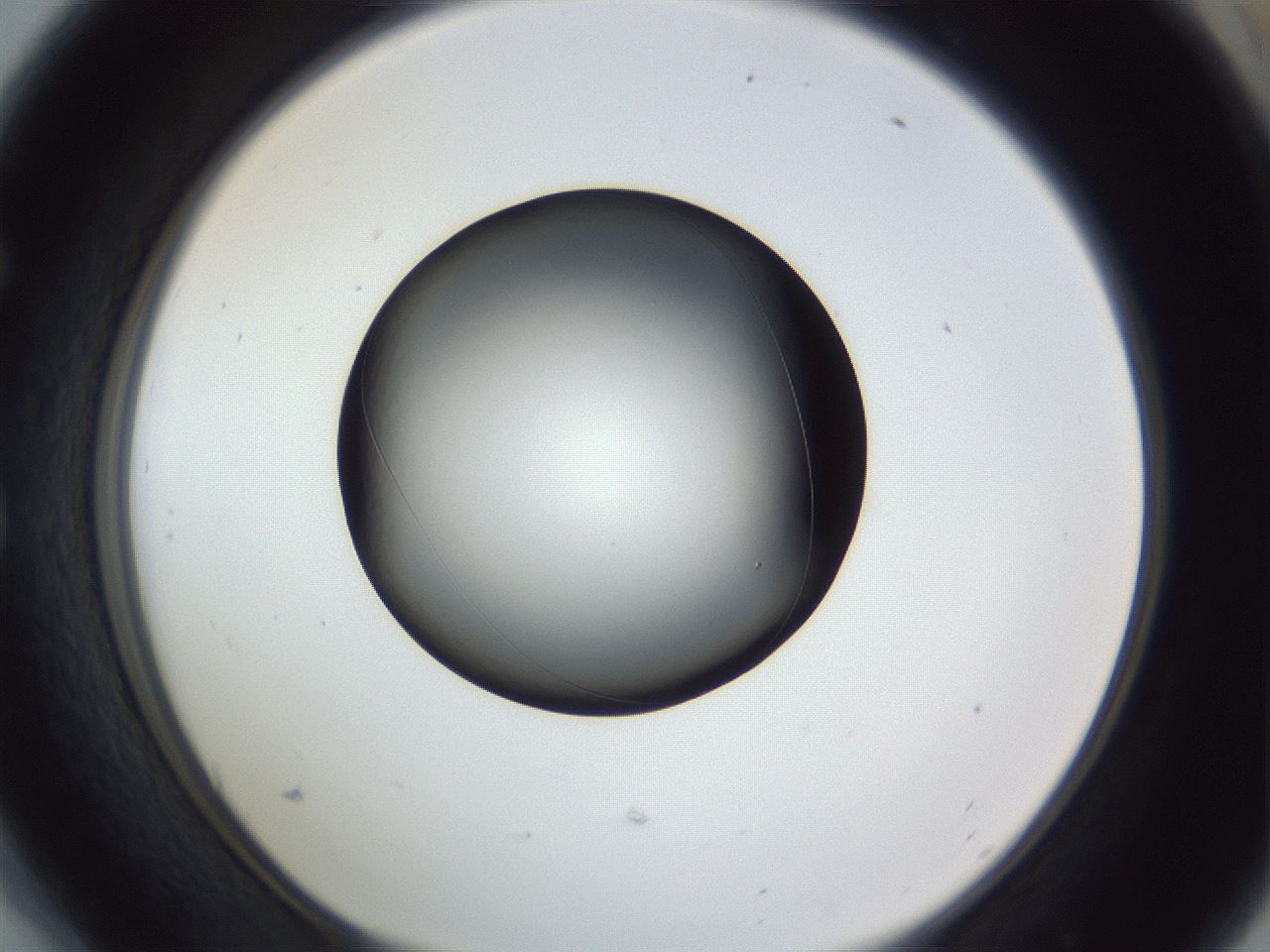 folderID345_plateID1345_batchID4696_wellNum54_profileID1_d1_r81042_ef.jpg