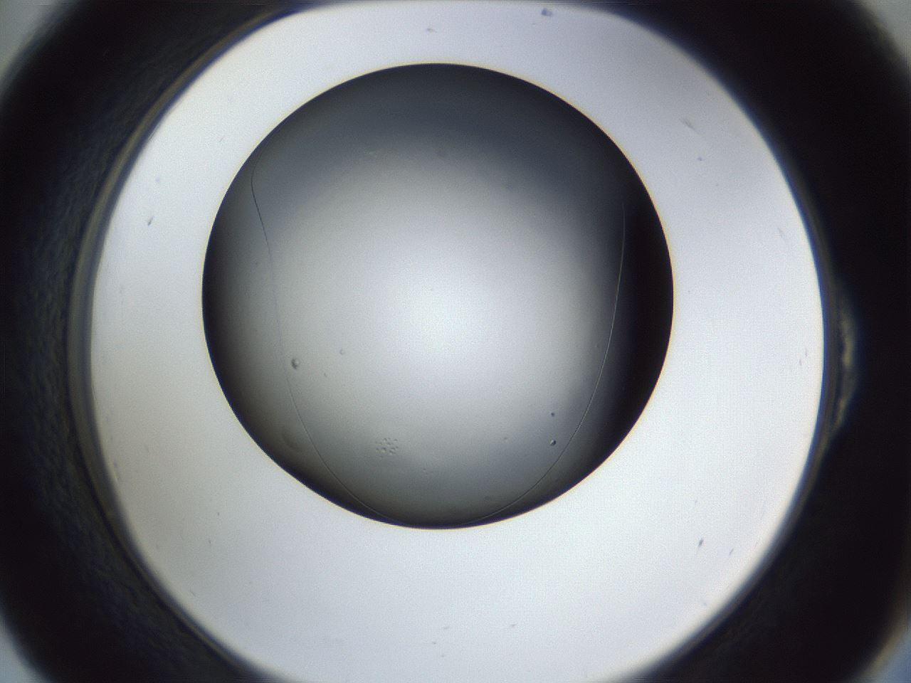 folderID345_plateID1345_batchID4696_wellNum54_profileID1_d2_r81043_ef.jpg